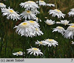 Leucanthemum ×superbum (złocień wspaniały)