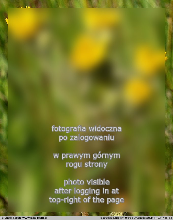 Hieracium caespitosum (jastrzębiec łąkowy)