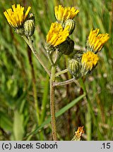 Hieracium caespitosum (jastrzębiec łąkowy)