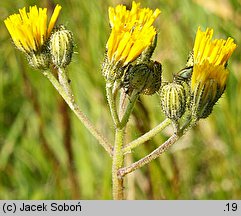 Hieracium caespitosum (jastrzębiec łąkowy)