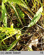 Pilosella caespitosa (kosmaczek łąkowy)