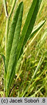 Hieracium caespitosum (jastrzębiec łąkowy)