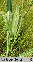 Pilosella caespitosa (kosmaczek łąkowy)