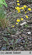 Hieracium murorum (jastrzębiec leśny)