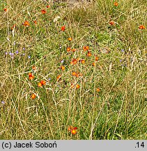 Hieracium aurantiacum