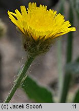 Hieracium lanatum (jastrzębiec wełnisty)