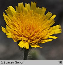 Hieracium lanatum (jastrzębiec wełnisty)