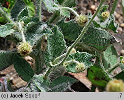 Hieracium lanatum (jastrzębiec wełnisty)