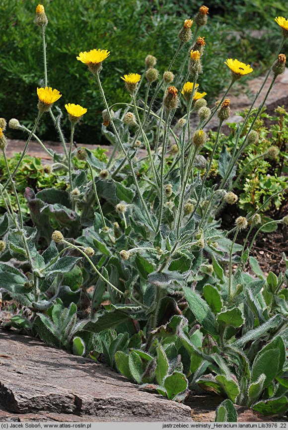 Hieracium lanatum (jastrzębiec wełnisty)