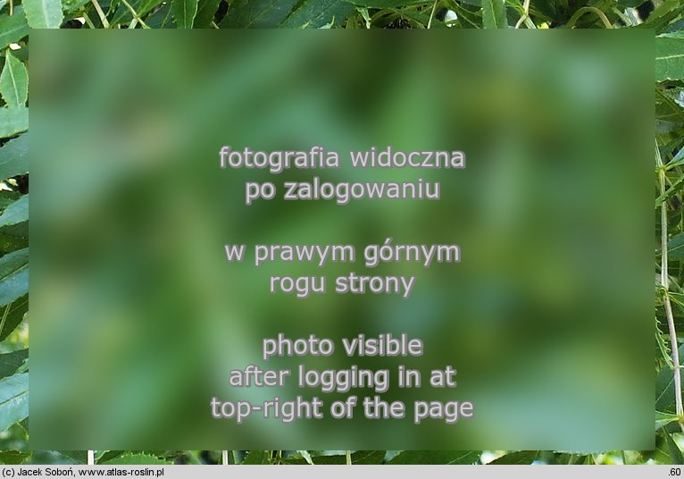 Fraxinus angustifolia