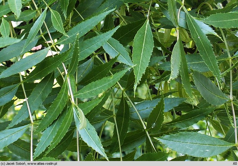 Fraxinus angustifolia