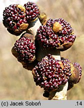 Fraxinus excelsior