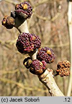 Fraxinus excelsior