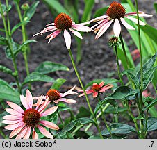 Echinacea Sunset