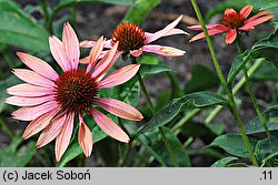 Echinacea Sunset