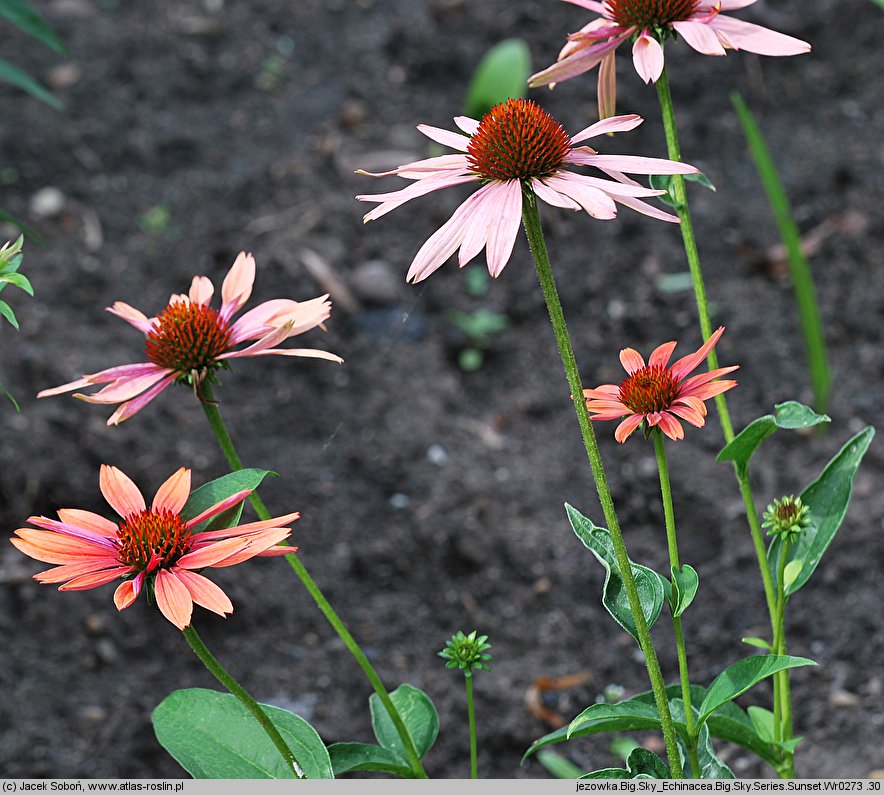 Echinacea Sunset