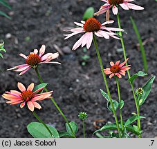 Echinacea Sunset