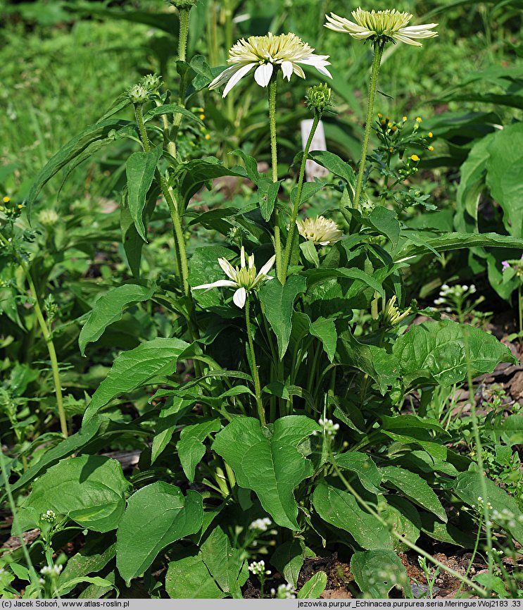 Echinacea Meringue