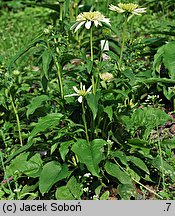 Echinacea Meringue