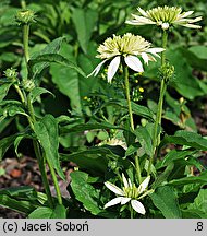 Echinacea Meringue