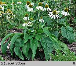 Echinacea purpurea White Swan