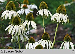 Echinacea purpurea White Swan