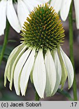 Echinacea purpurea White Swan