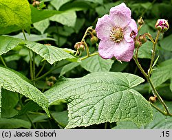 Rubus odoratus (jeżyna pachnąca)