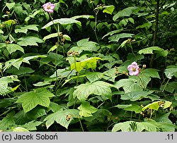 Rubus odoratus (jeżyna pachnąca)