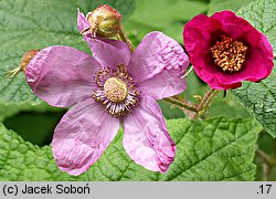 Rubus odoratus (jeżyna pachnąca)