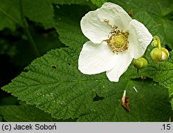 Rubus odoratus (jeżyna pachnąca)