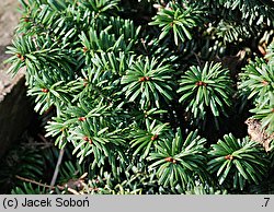 Abies balsamea (jodła balsamiczna)