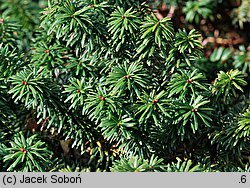 Abies balsamea (jodła balsamiczna)