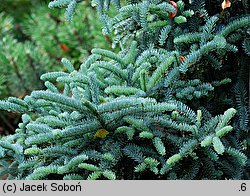 Abies procera (jodła szlachetna)