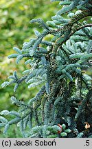 Abies procera (jodła szlachetna)