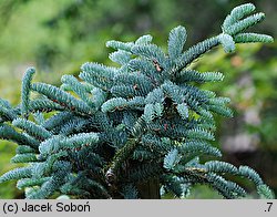 Abies procera (jodła szlachetna)