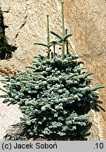 Abies procera (jodła szlachetna)