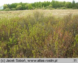 Myrica gale (woskownica europejska)