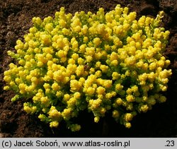 Sedum acre Yellow Queen