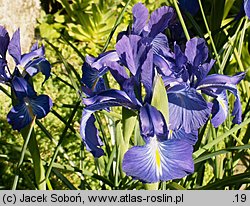 Iris ×hollandica (kosaciec holenderski)