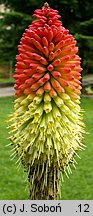 Kniphofia uvaria (trytoma ogrodowa)