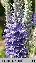 Veronica spicata ssp. incana (przetacznik kłosowy siwy)