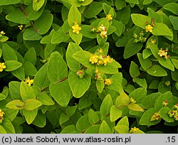 Hypericum androsaemum (dziurawiec barwierski)