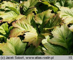 Rodgersia podophylla (rodgersja stopowcolistna)