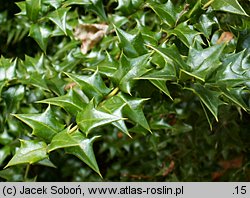 Ilex pernyi (ostrokrzew Perny'ego)