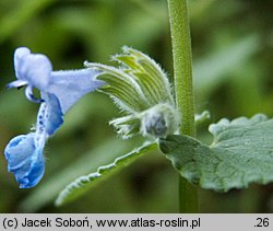 Nepeta racemosa (kocimiętka groniasta)