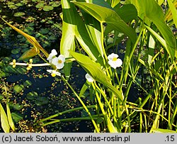 Sagittaria latifolia (strzałka szerokolistna)