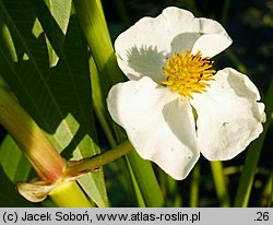 Sagittaria latifolia (strzałka szerokolistna)