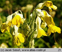 Primula helodoxa