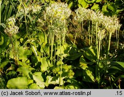 Primula helodoxa